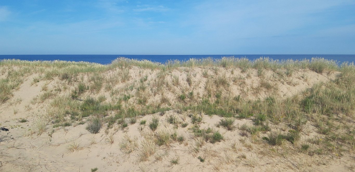 Tārtiņi savas ligzdas – smiltīs izveidotas nelielas bedrītes – ierīko pludmales augšdaļā, tur, kur g...