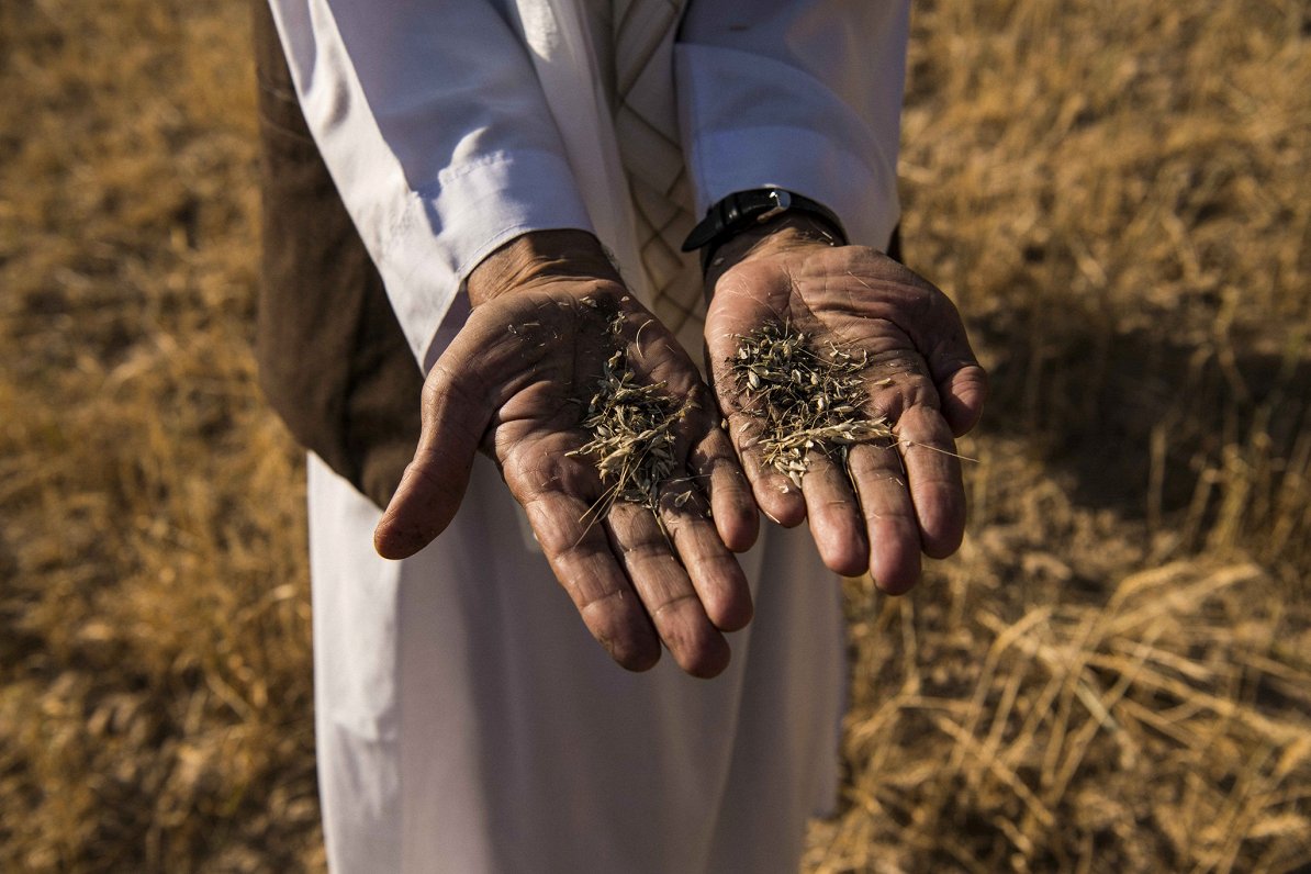Afganistānā fermeris ar labību