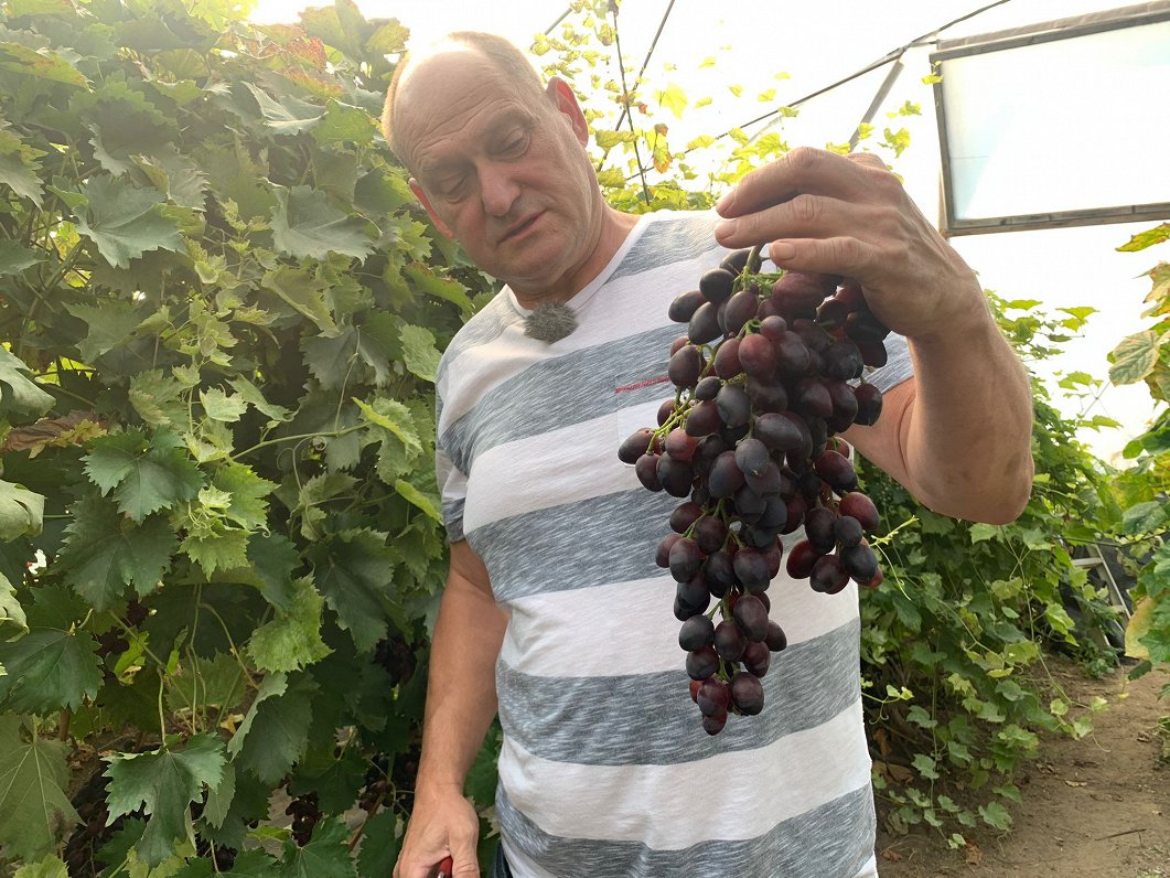 Selekcionārs Gatis Kužums gatavojas vīnogu izstādei