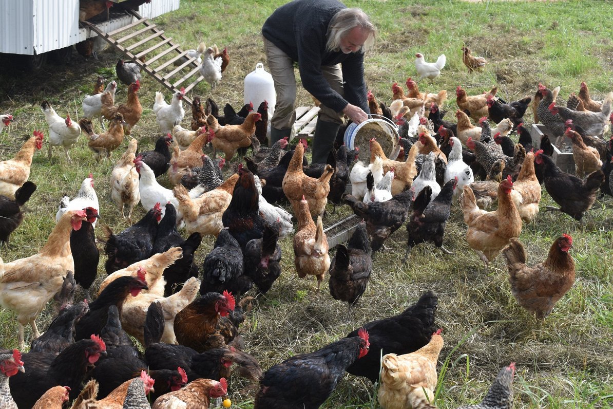 Chickens at 'Kalnadruvas' farm