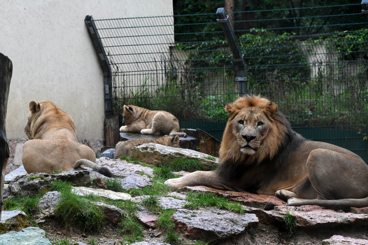 Rīgas Zooloģiskajā dārzā pērn piedzimuši 116 sugu dzīvnieki