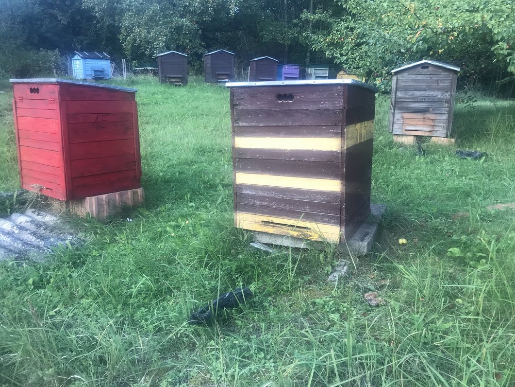 Bitenieces Guntas Somes bišu audzētava Augšdaugavā
