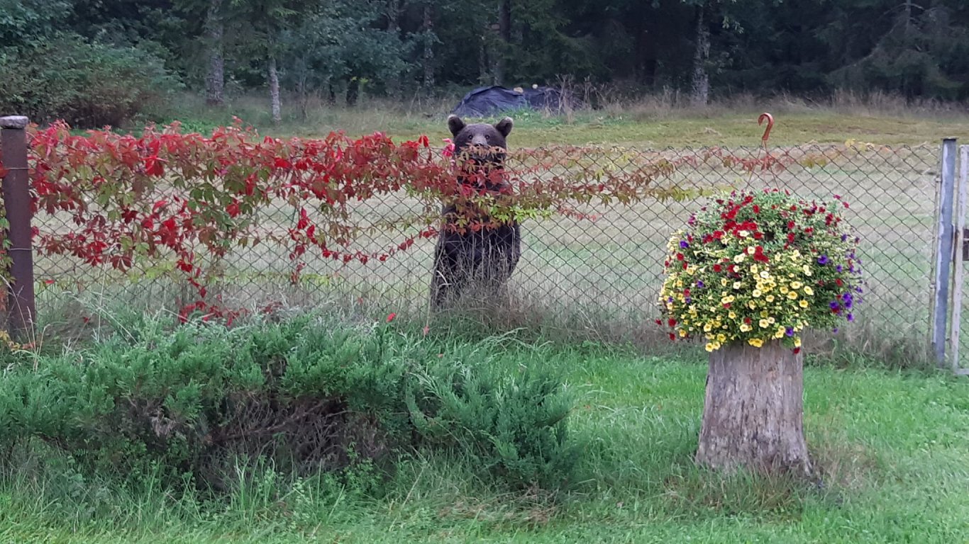 Медведь пытается попасть во двор жилого дома