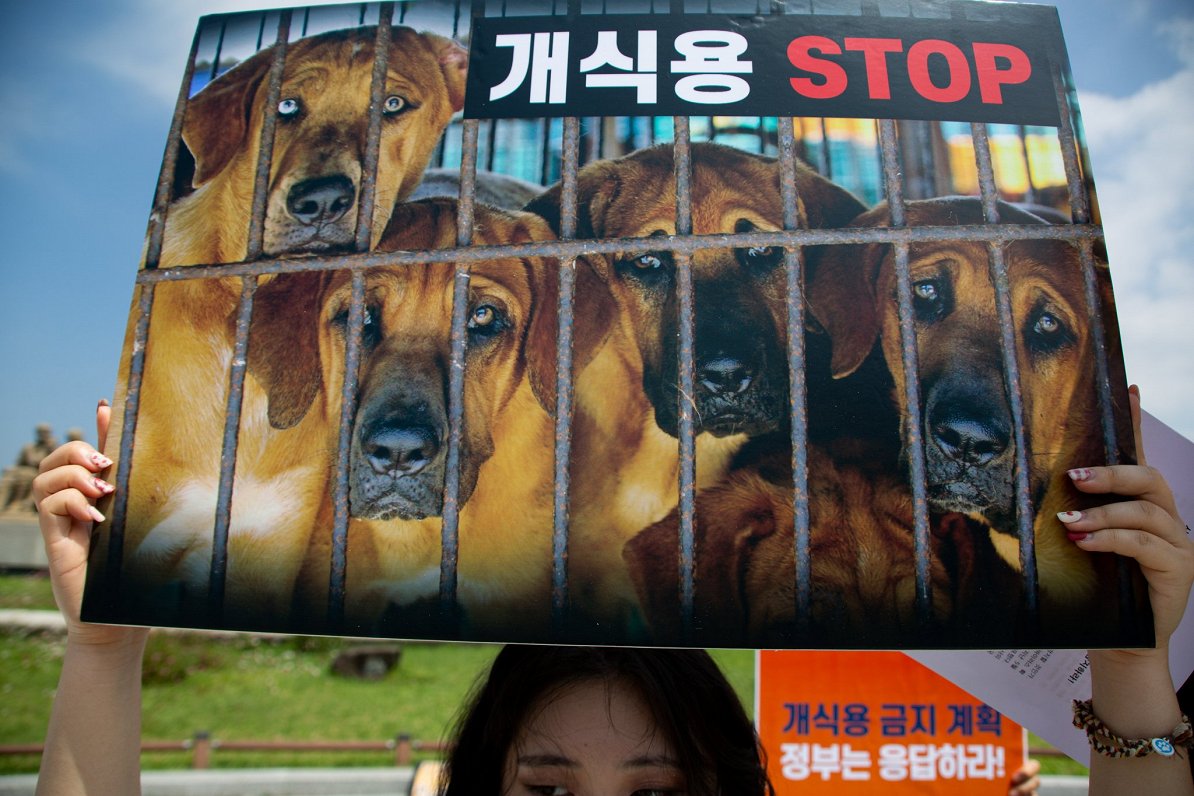Protesta akcija pret suņa gaļas lietošanu uzturā
