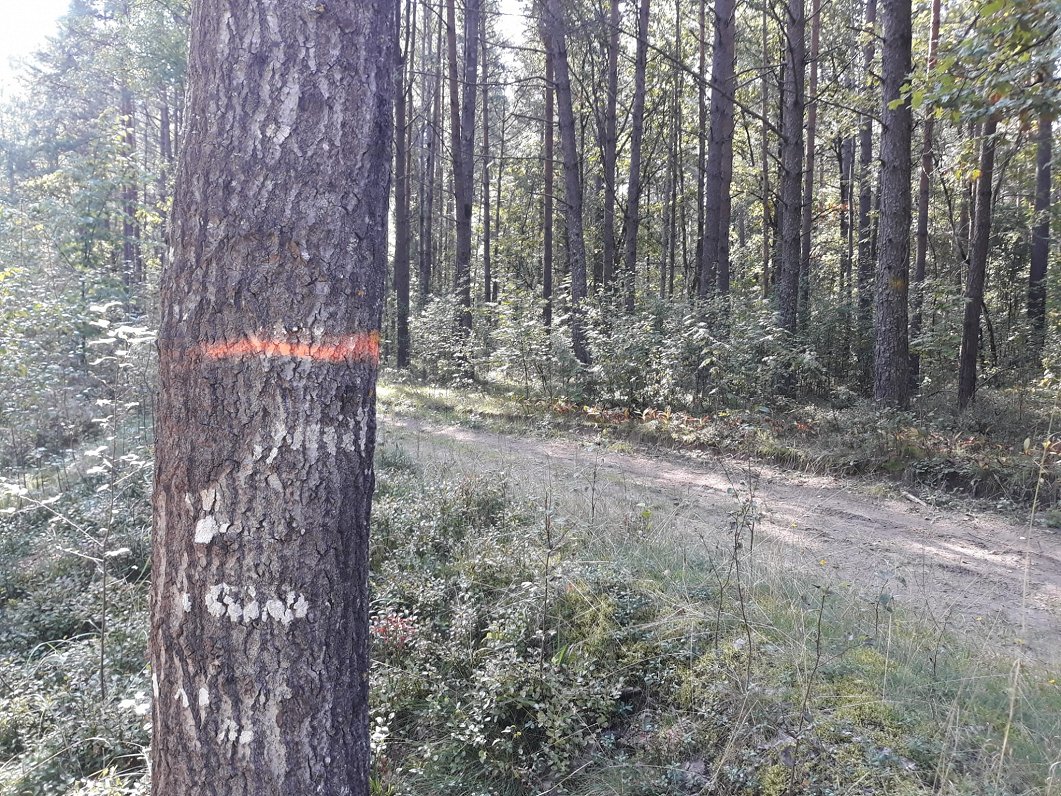 Mežs pirms mežistrādes darbiem
