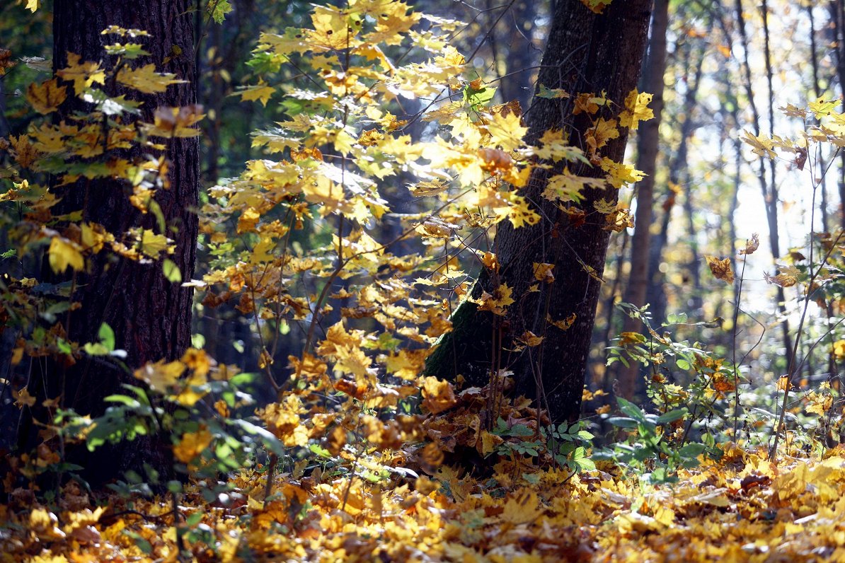 Mežs rudenī