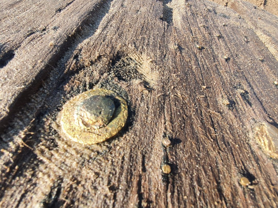Daugavgrīvas pludmalē atrastā kuģa fragments.