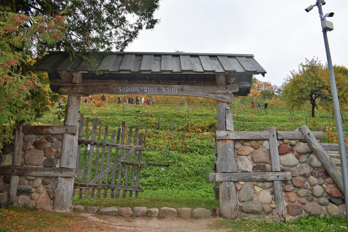 Sabile wine hill