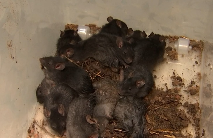 Rare 'rat king' found alive in Estonia