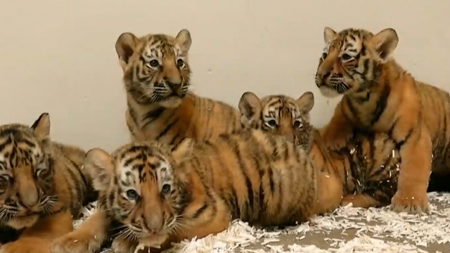 Dienvidkorejas zoodārzā atrāda piecus Amūras tīģerēnus