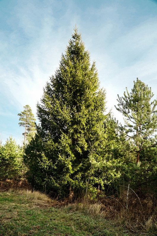 Rīga Christmas tree 2021