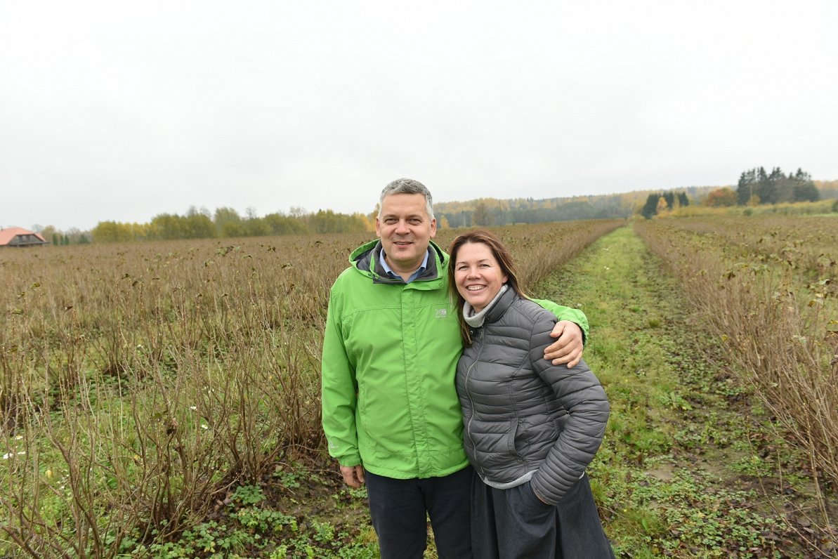 No IT nozares Rīgā uz bioloģisku upeņu audzēšanu Viļķenē - Andra Krogzema dzīve laukos