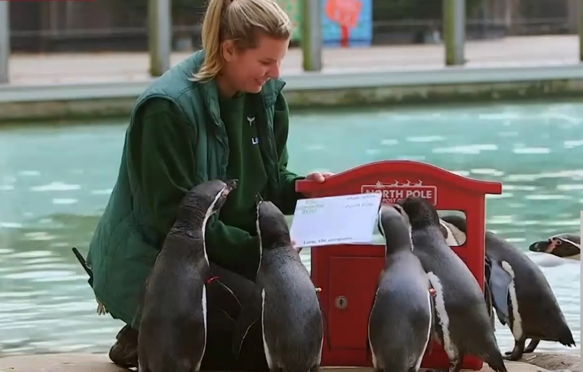 Pingvīni Londonas zoodārzā sūta vēstules Ziemassvētku vecītim