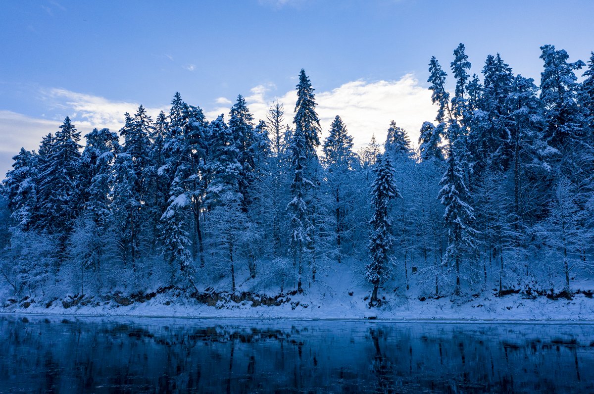 Mežs pie Ogres upes ziemā.