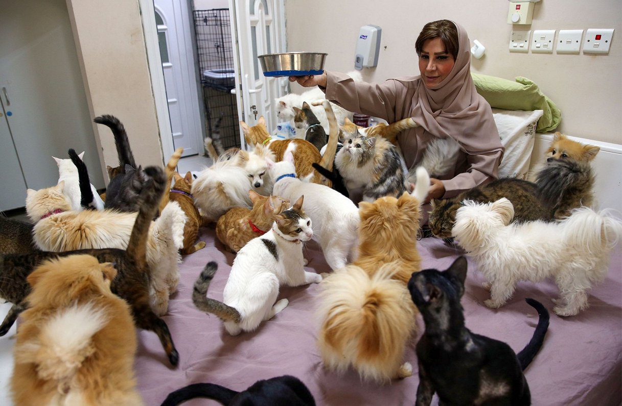 Omānas galvaspilsētas Maskatas iedzīvotāja Marjama el Baluši savākusi 480 kaķus un 12 suņus, bet atš...