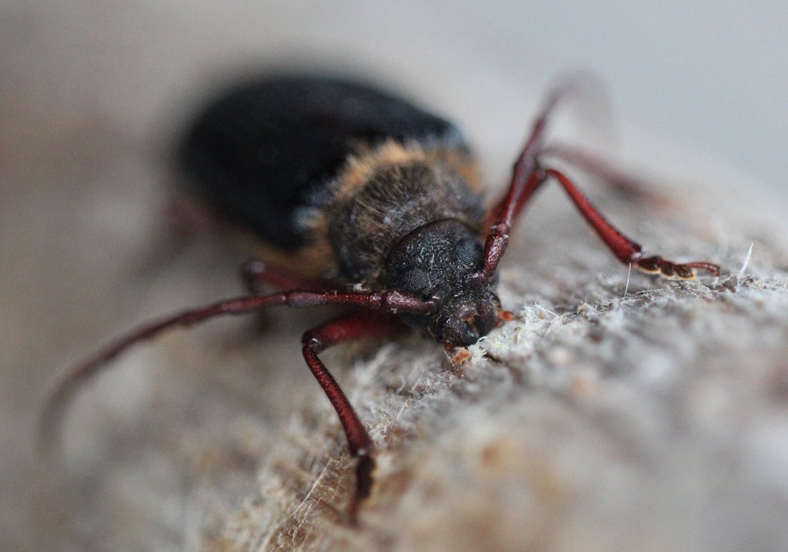 Par gada kukaini izvēlēts skujkoku dižkoksngrauzis, par gada bezmugurkaulnieku – mitrene