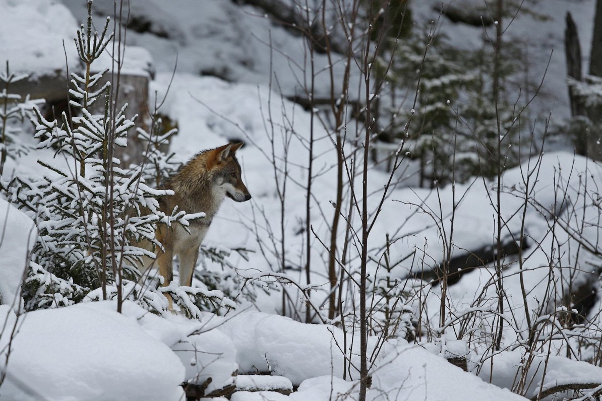 Par 20 dzīvniekiem palielināts šosezon pieļaujamais vilku nomedīšanas apjoms