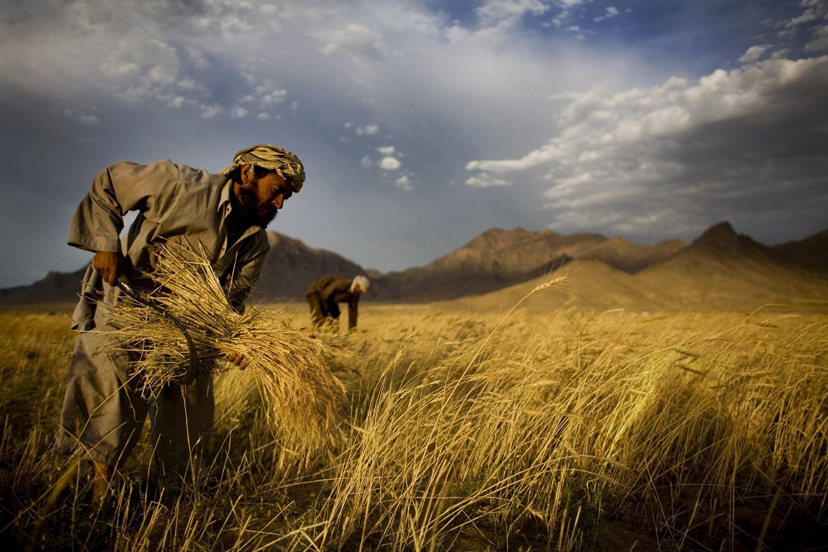 Afgāņu zemnieki kviešu laukā