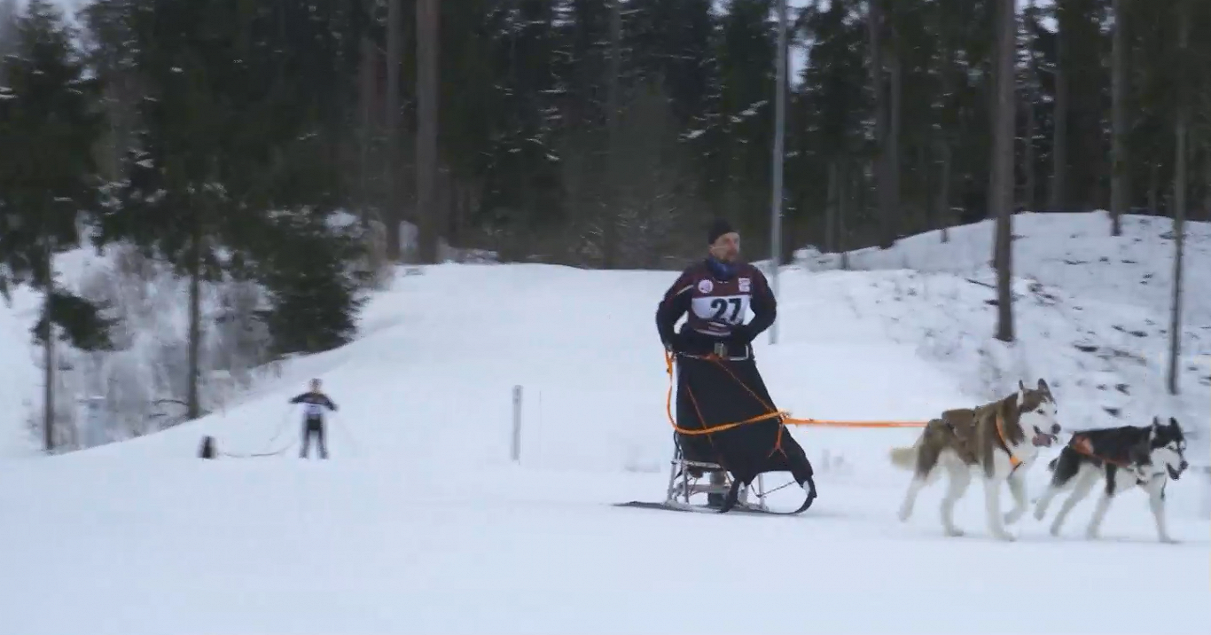 Madona kjemper i verdenscupsporten med sledehunder