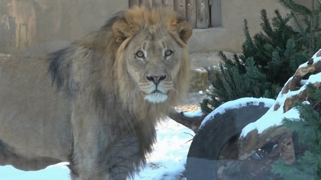 VIDEO. Rīgas zoodārza lauvēni nogaršo eglīti