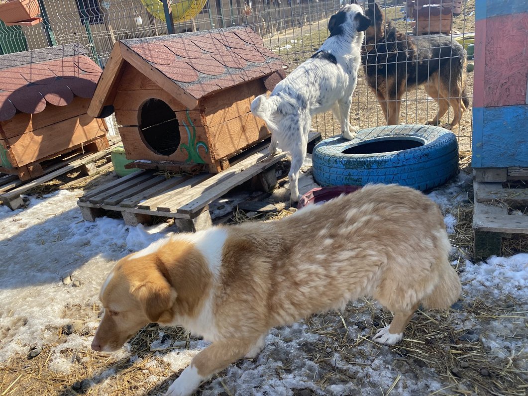 Dzīvnieku patversme Rumānijā, kur nonāk suņi no Ukrainas.