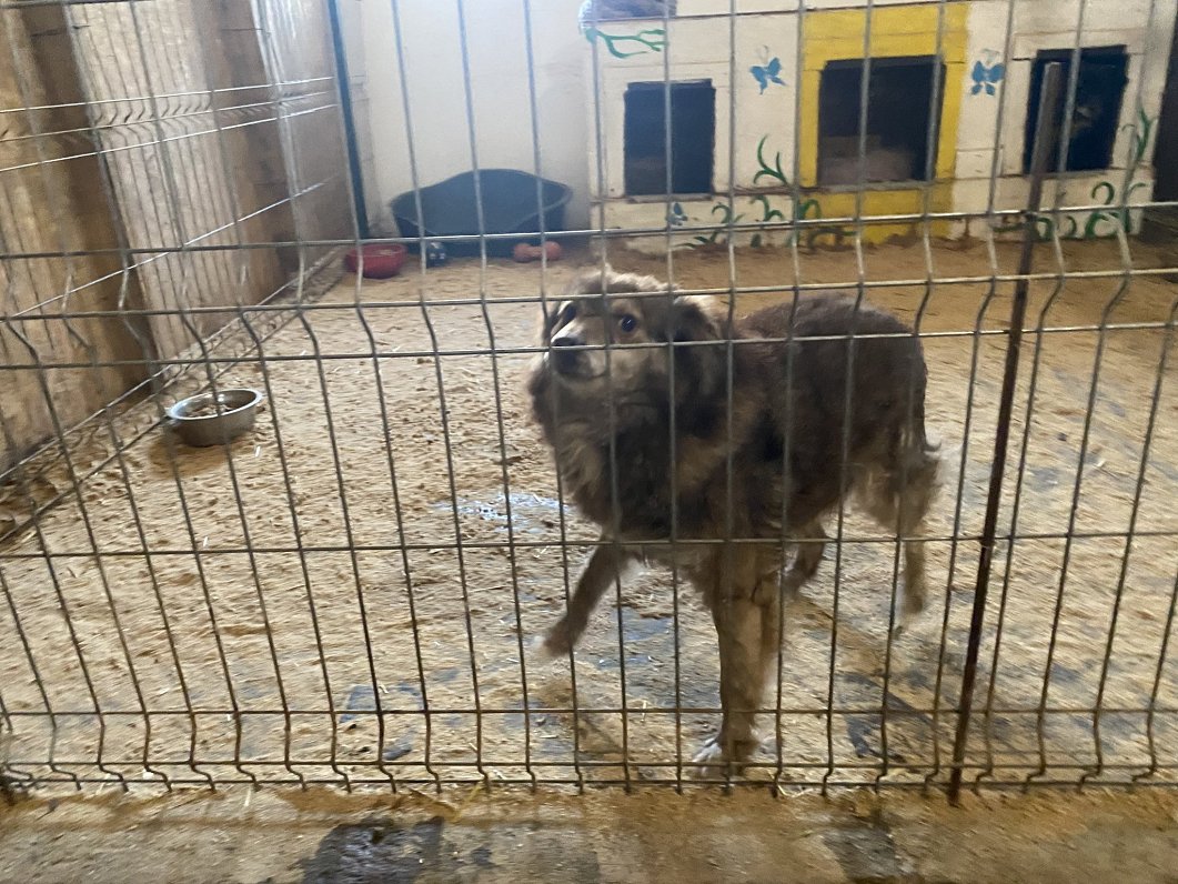 Dzīvnieku patversme Rumānijā, kur nonāk suņi no Ukrainas.