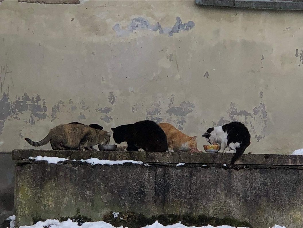 Sedas kaķu kolonija ziemā.