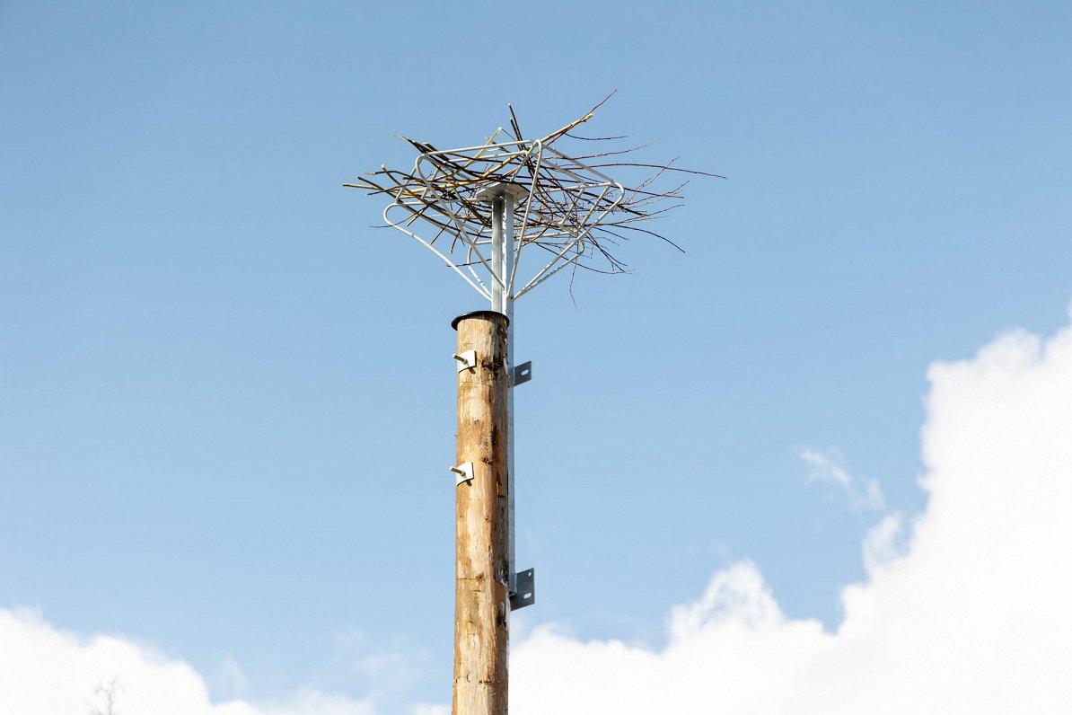 Putnu ligzdu aizsardzības ierīces uzstādīšana elektrības stabos.
