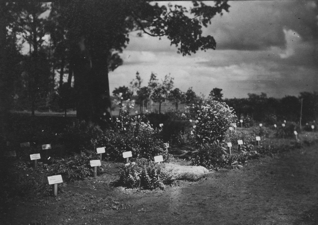 Botāniskais dārzs Dreiliņos | 1923