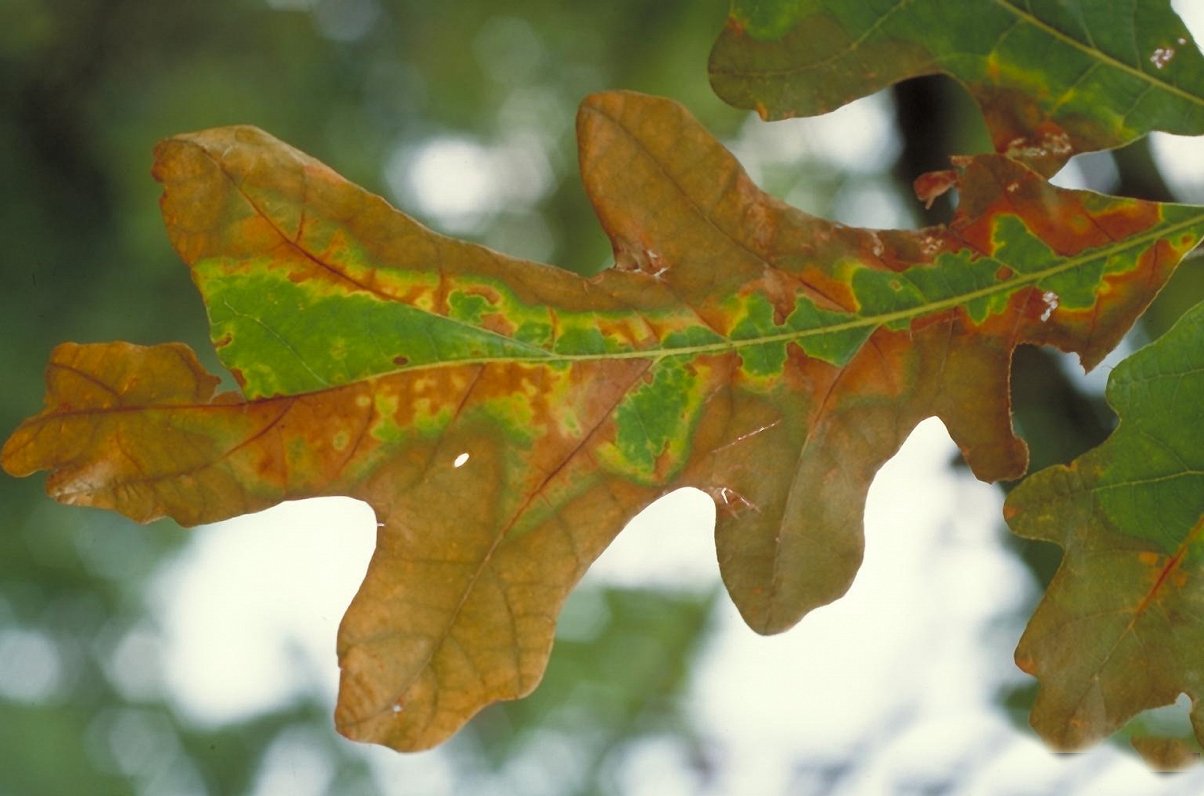 Болезни дуба на листьях фото