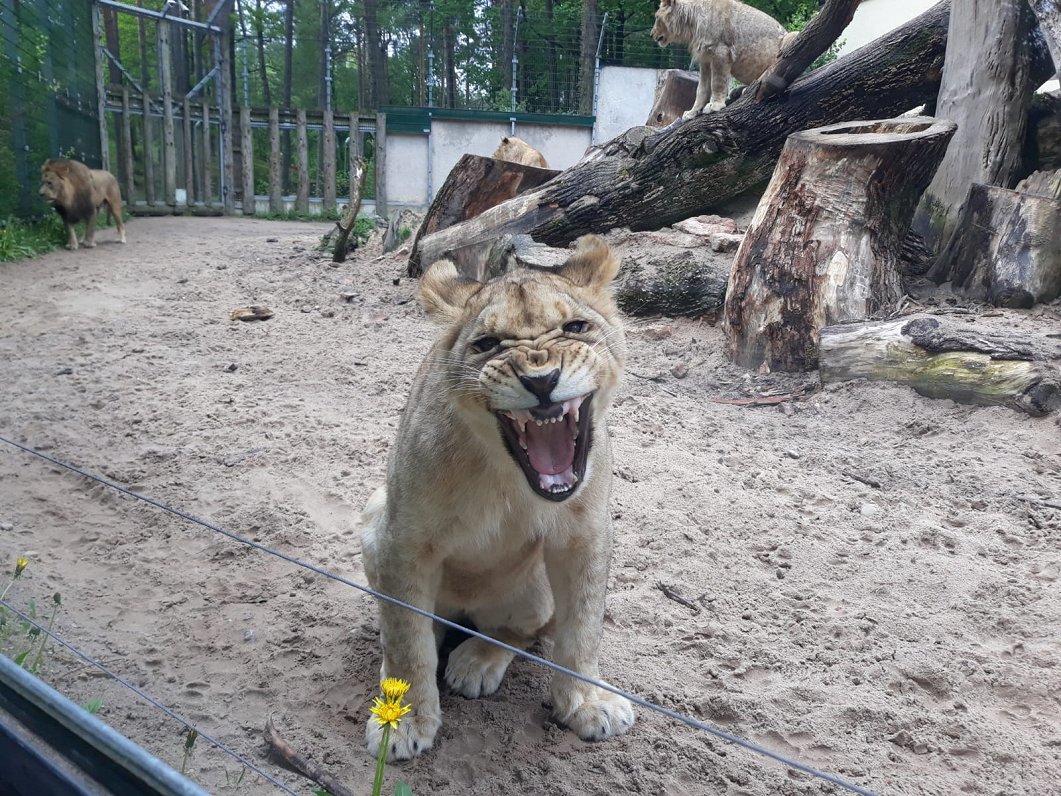 Lauvas Rīgas Zooloģiskajā dārzā
