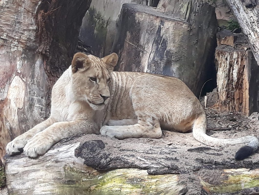 Lauvas Rīgas Zooloģiskajā dārzā