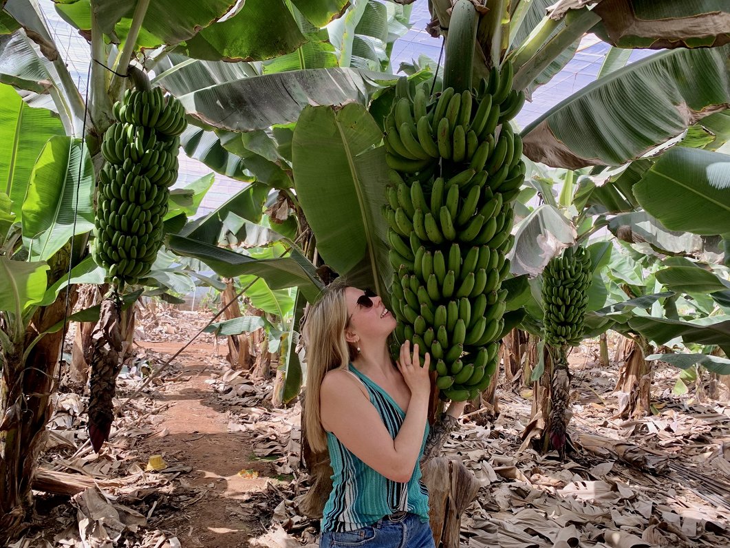 Tenerife, Margaritas banānu plantācija