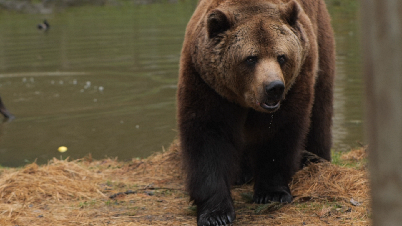 Bear populations have grown over past 10 years / Article