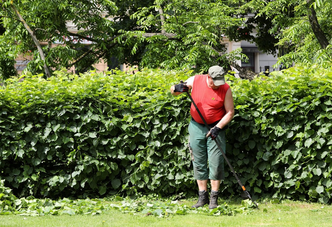 Darbinieks uzkopj zālienu Vērmanes dārzā.