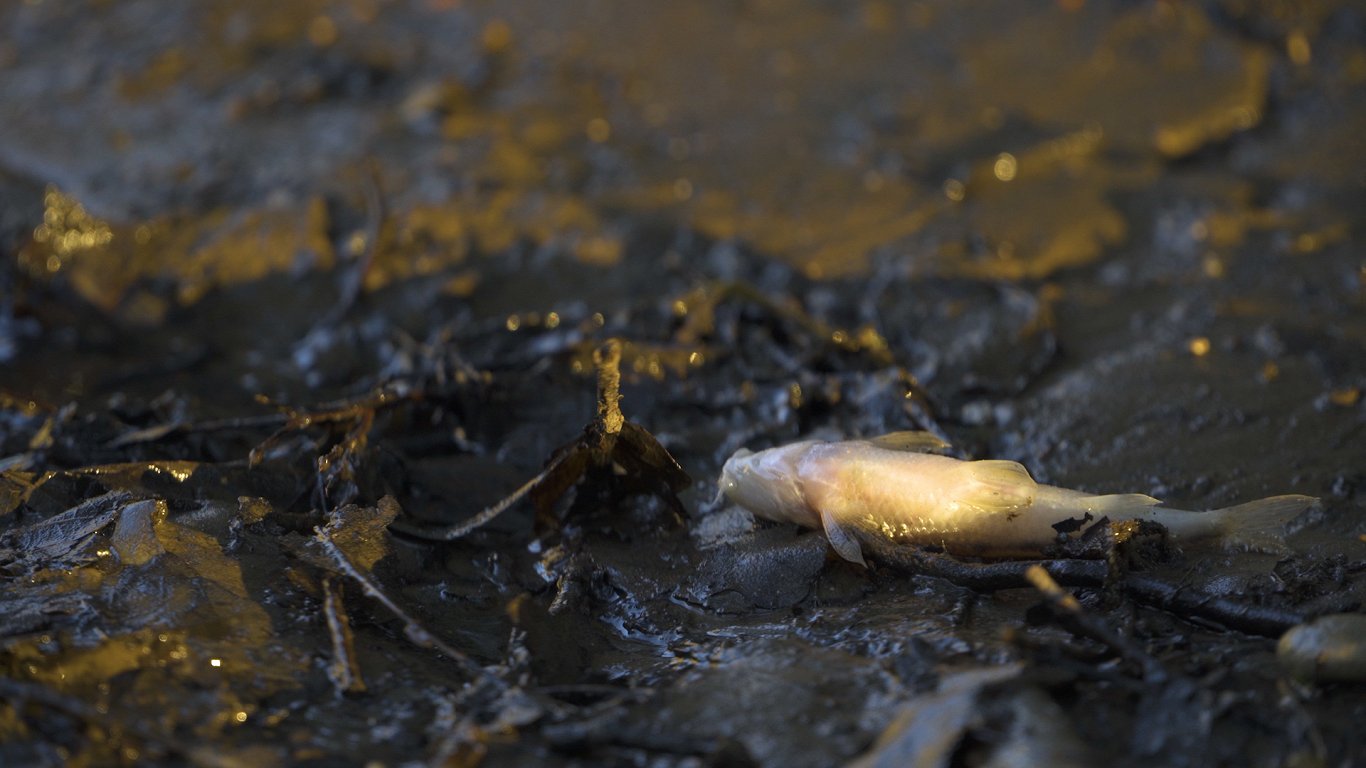 Aiviekstes upē pie Lubānas konstatētas bojāgājušas zivis, 2022. gada jūnijs.