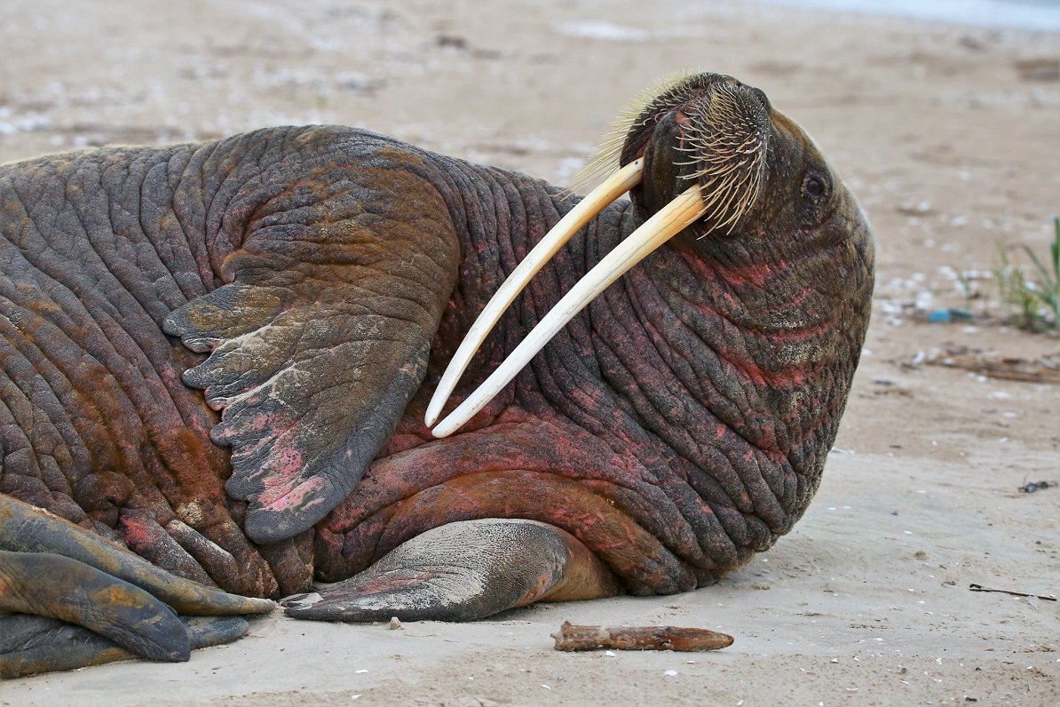 Wandering walrus spotted again on Latvian coast / Article
