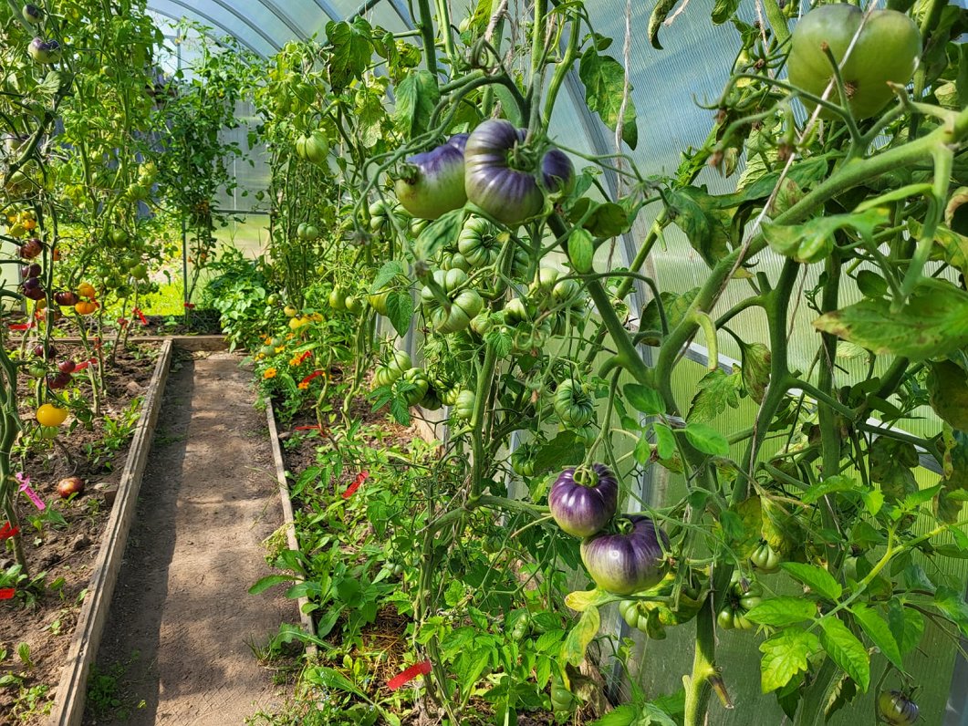 Svetlanas Smirnovas tomātu audzētava