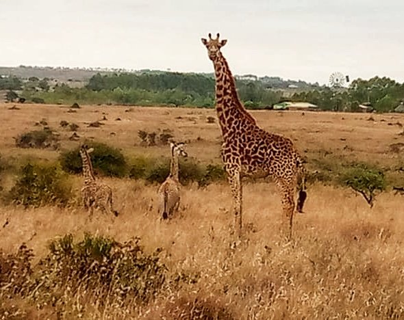 Kenijā žirafe laidusi pasaulē dvīņus