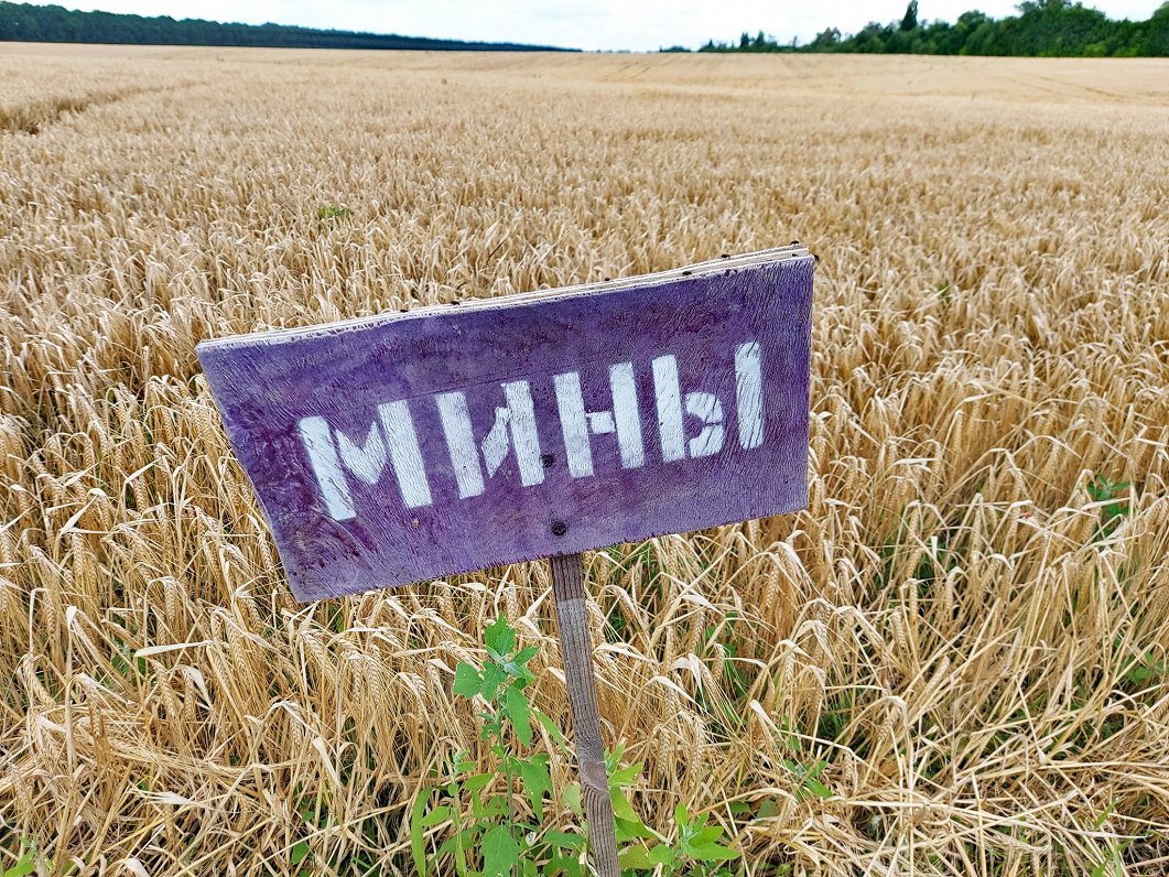 Пшеница. Украина, близ Киева, 26.07.2022