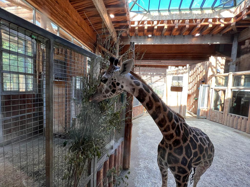 Rīgas zoodārzā svin žirafes Vakilijas dzimšanas dienu