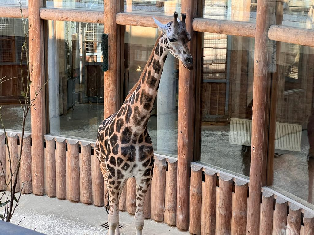 Rīgas zoodārzā svin žirafes Vakilijas dzimšanas dienu