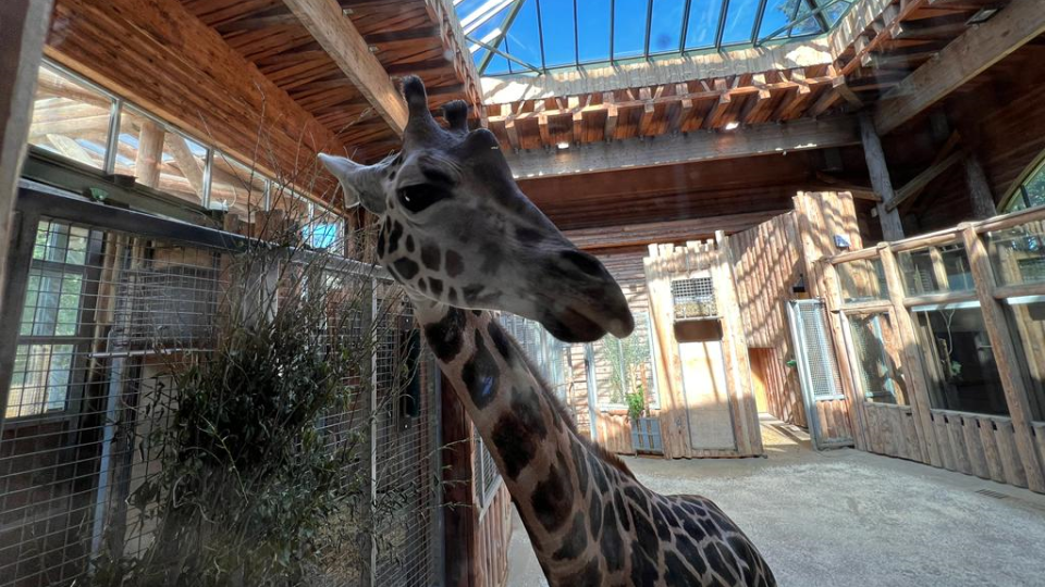 Жираф Вакилия в Рижском зоопарке