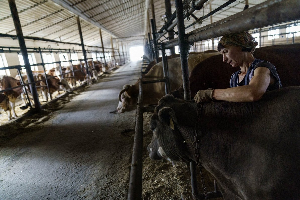 Doneckas apgabala fermas darbiniece Haļina Borisenko stāsta, ka arī govis ir nobijušās no karadarbīb...