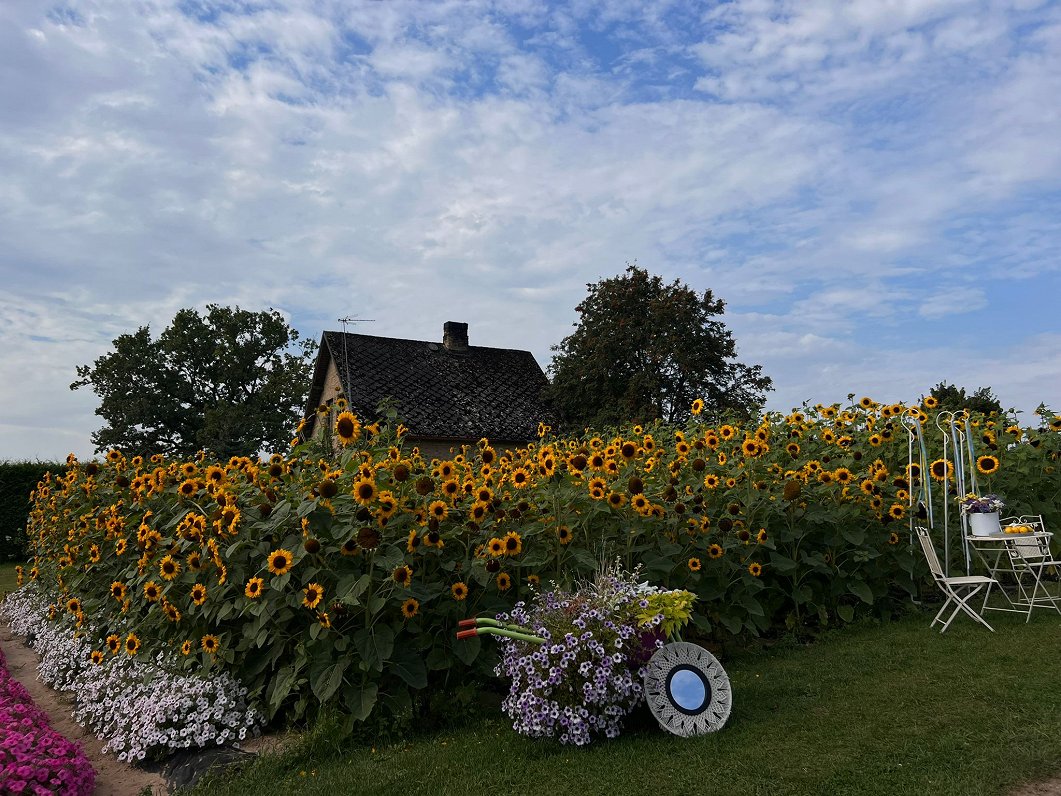 Ukrainas atbalstam sētās saulespuķes Ikšķilē