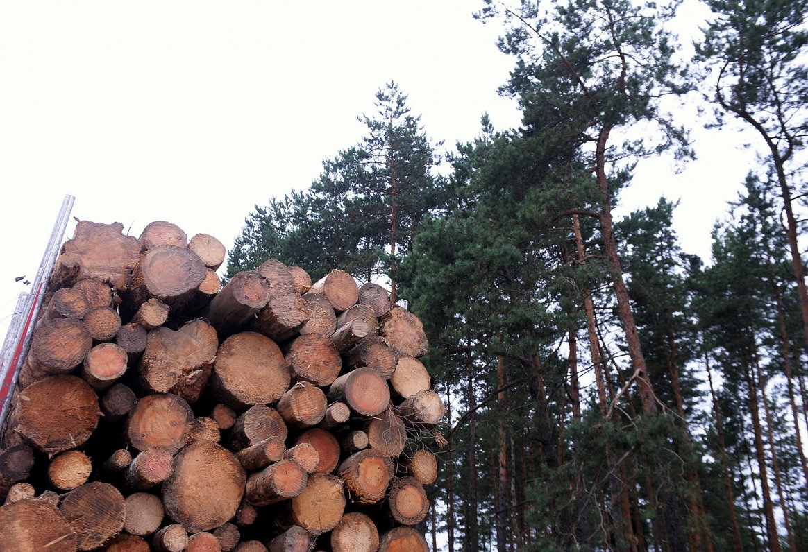 Letonia este lider în țările baltice în producția de lemn/material