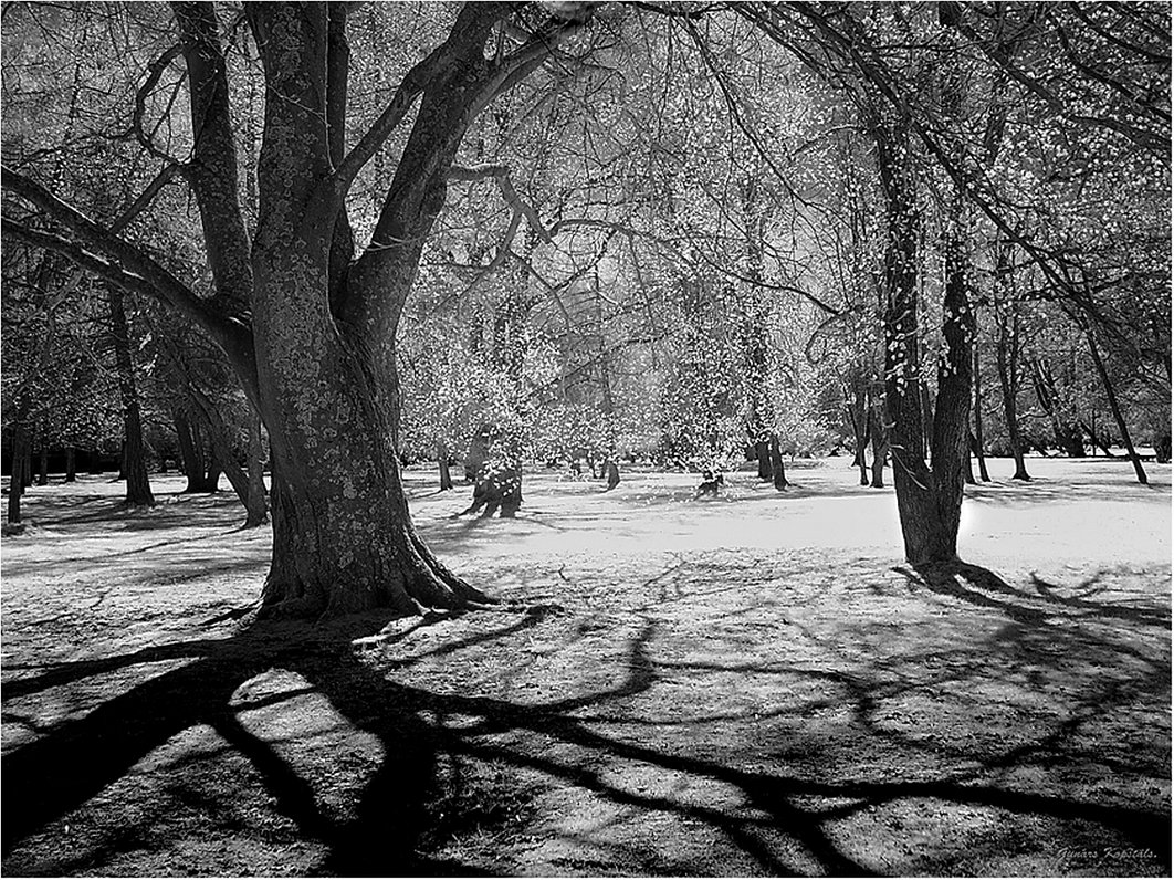 “Pavasaris Jūrmalas parkā”. No infrasarkano staru fotogrāfiju sērijas.