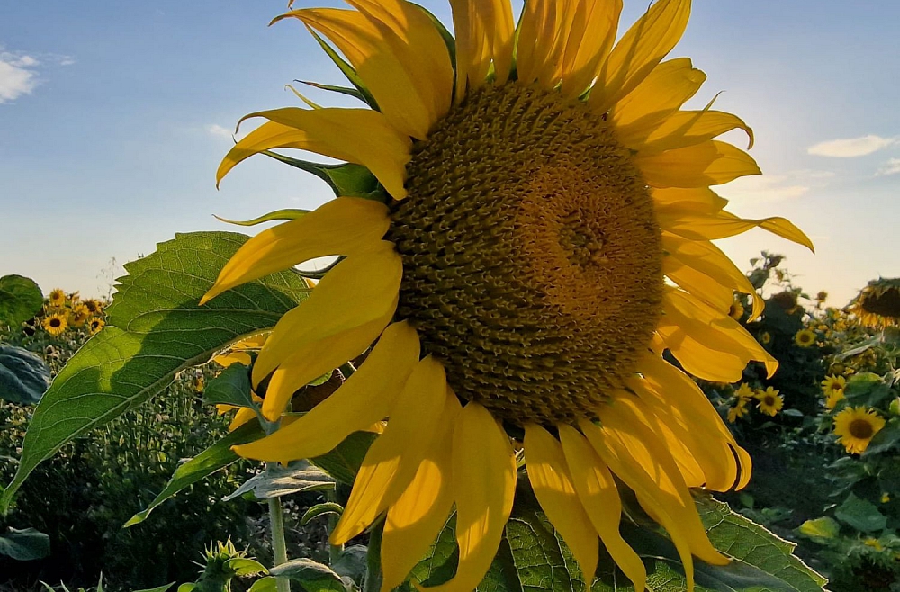 Elvis Lazdiņš Krimūnu pagastā audzē graudus un arī saulespuķes