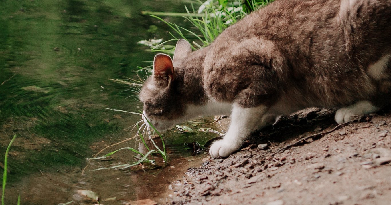 The habit of dogs and cats to drink water in puddles is dangerous – Baltics  News