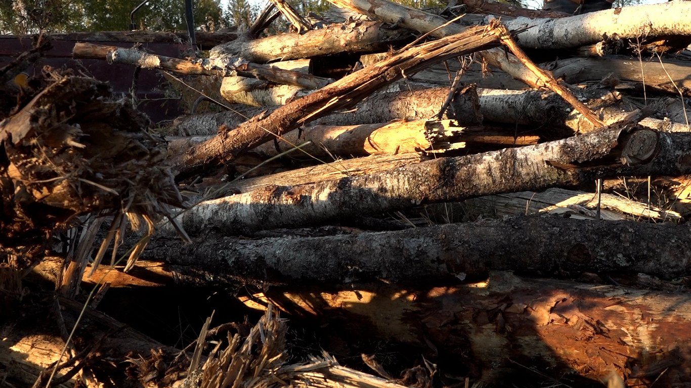 Kokmateriālu vākšana Latvijas valsts mežos